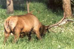 Photo of an elk.